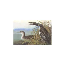 W.W. NORTON & CO. Birds of America - Tiny Folio