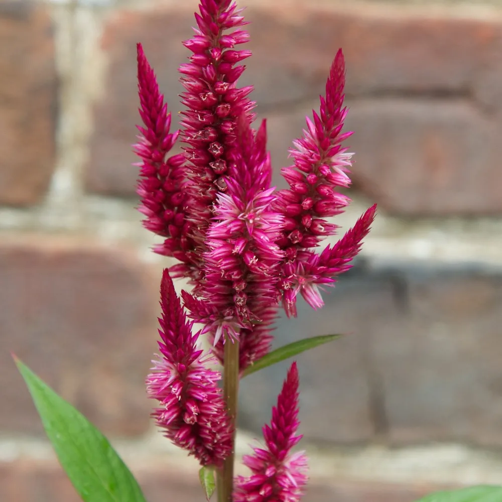 The Shops at Mount Vernon Celosia Seed Pack