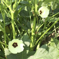 The Shops at Mount Vernon Cow Horn Okra Seed Pack