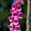 The Shops at Mount Vernon Foxglove Seed Pack