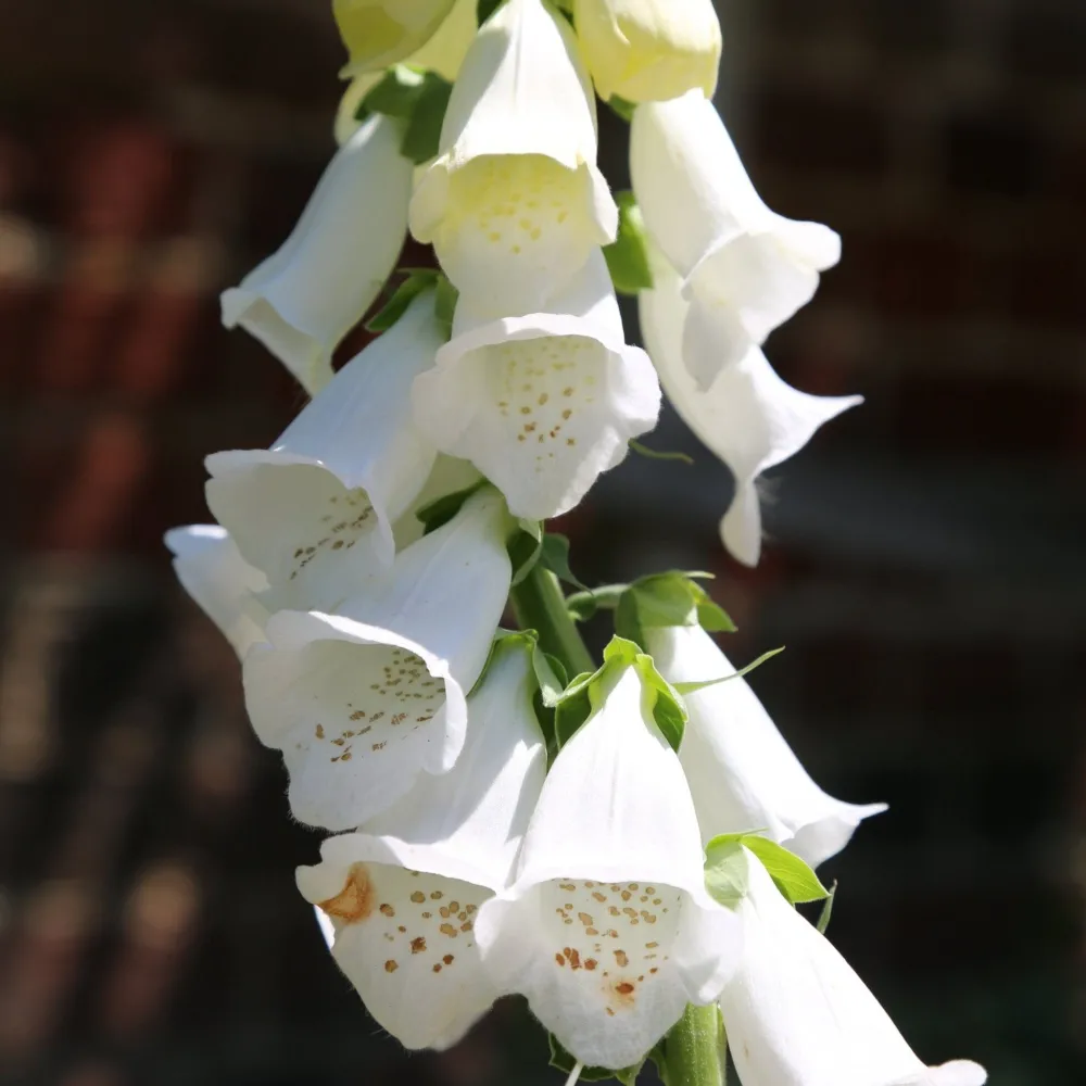 The Shops at Mount Vernon Foxglove Seed Pack