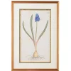 CHELSEA HOUSE Grape Hyacinth Botanical Print