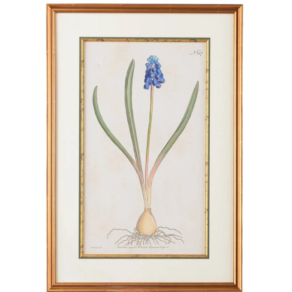 CHELSEA HOUSE Grape Hyacinth Botanical Print