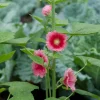 The Shops at Mount Vernon Hollyhock Seed Pack