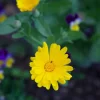 The Shops at Mount Vernon Pot Marigold Seed Pack