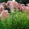 The Shops at Mount Vernon Spotted Joe-Pye Weed Seed Pack