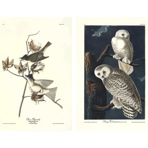 PENGUIN RANDOM HOUSE LLC The Birds of America